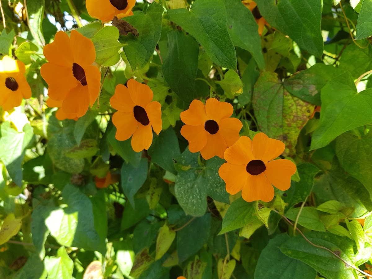 Cabanas Las Lagartijas